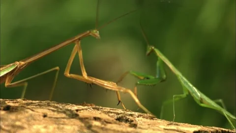 Two Praying Mantises Interacting on Branch, Wildlife Behavior, 4K Stock Footage 340695874