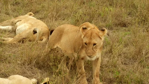 Two pregnant lionesses lie on the meadow... | Stock Video | Pond5