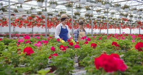 Two pretty cheerful young smiling female gardeners working in big greenhouse Stock Footage 157386441