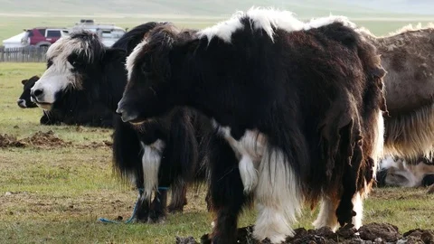 Two pretty yaks stand side by side. Stock Footage 80093934