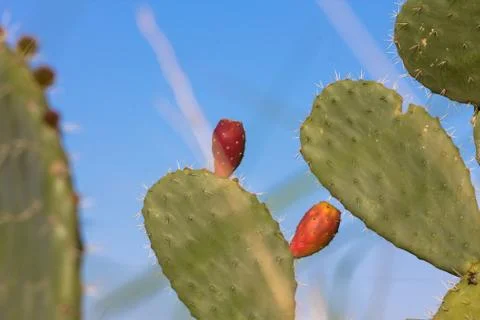 Two prickly pears Stock Photos