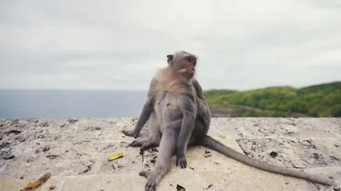 Two primates, possibly macaques, perched on a rock by the ocean Stock Footage 270356689