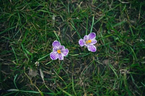 Two primroses of violet crocuses Stock Photos