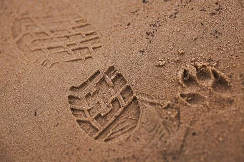 Two prints on a sandy beach. Print of one paw of a dog and one human foot in Stock Photos