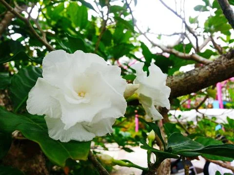 Two pristine white flowers bloom vibrantly amidst lush green foliage in a Stock Photos