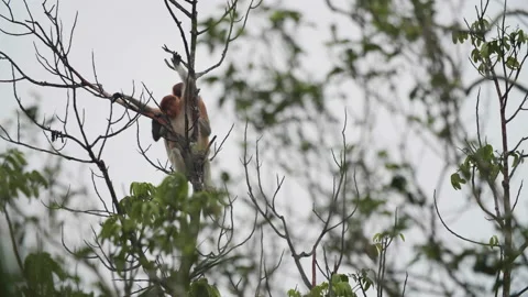 Two Proboscis Monkeys Grooming, Borneo, Indonesia Stock Footage 144560219