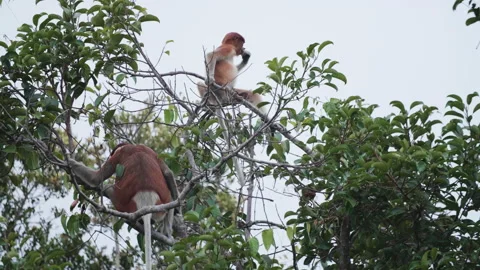 Two Proboscis Monkeys Sitting Eating in Canopy, Borneo, Indonesia Stock Footage 144586611