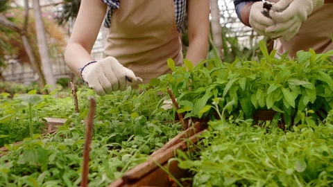 Two professional gardeners are caring for sprouts and seedlings in greenhouse Stock Footage 107621641