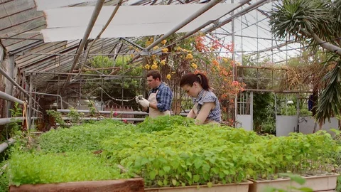Two professional gardeners are caring for sprouts and seedlings in greenhouse Stock Footage 107656357