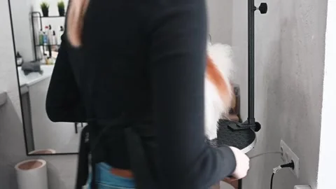 Two professional groomers efficiently handle Pomeranians drying process in Stock Footage 305650360