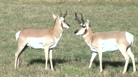 Two Pronghorn Antelope standing in a field mp4 Video stock 587699