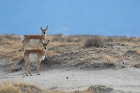 Two Pronghorn Stock Photos