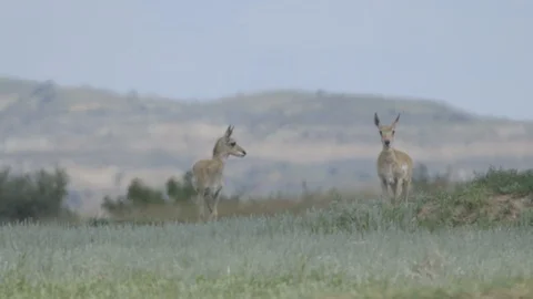 Two Pronghorn Standing in Field Theodore Roosevelt National Park Stock Footage 121481887
