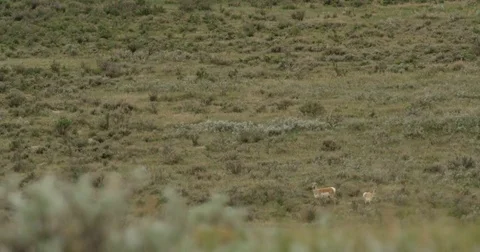 Two pronghorn through grass Stock Footage 82181540