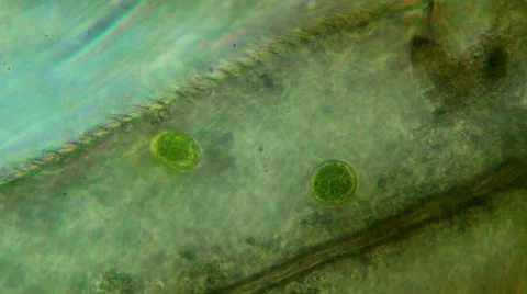 Two Protozoa Inside Fly Leg 400x Stock-Footage 40626130