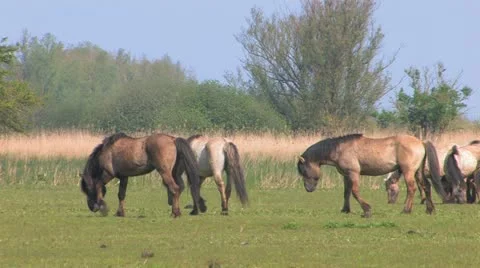 Two Przewalski horses fighting Stock Footage 12134642