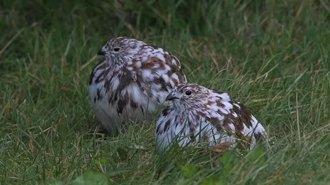 Two ptarmigans nestled in a patch of green grass, close up view Vídeos de archivo 302781081