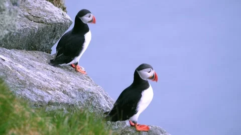 Two Puffin birds on the cliffs of Runde island Stock-Footage 230220336