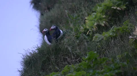 Two puffins  in the evening, Vík í Mýrdal, South Iceland Stock Footage 40874886