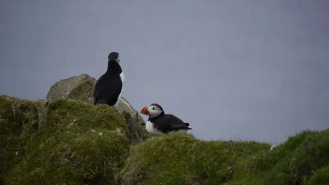 Two puffins on the Faroe Islands Stock Footage 78033236