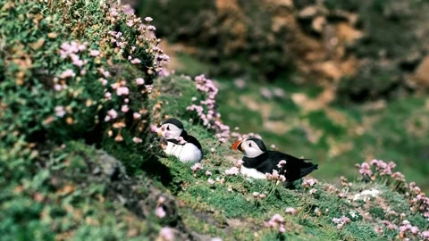 Two Puffins Stock Footage 218303583