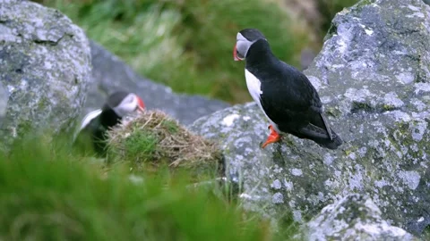Two Puffins guarding their nesting cave Stock-Footage 230219554
