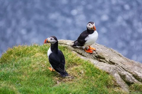 Two puffins looking in different directions with ocean background Foto stock