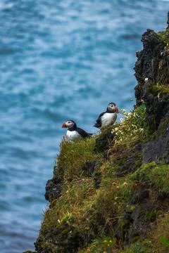 Two Puffins Perched on Mossy Cliff Edge Iceland Photos