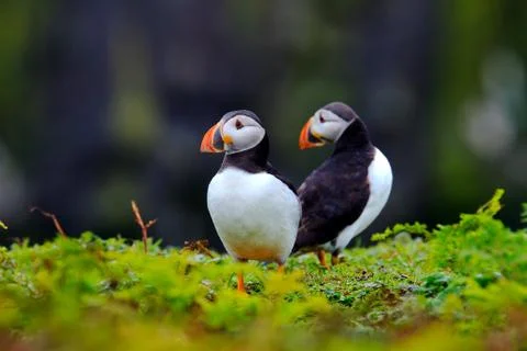 Two puffins Stock Photos