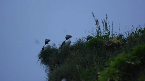 Two puffins sitting on the edge of a cliff, Vík í Mýrdal, South Iceland Stock Footage 40876688