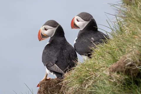 Two Puffins sitting at the edge of the cliiff at Latrabjarg. Stock-Fotos