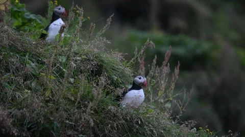Two puffins sitting in the grass, Vík í Mýrdal, South Iceland Stock Footage 40876295