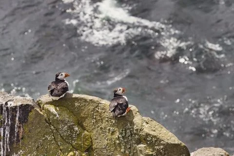 Two Puffins on a Tall Rectangular Rock 写真素材