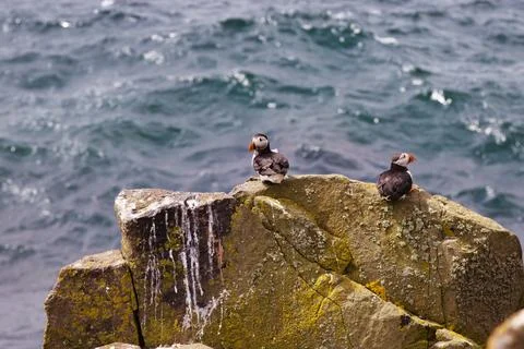 Two Puffins on a Tall Rectangular Rock 写真素材