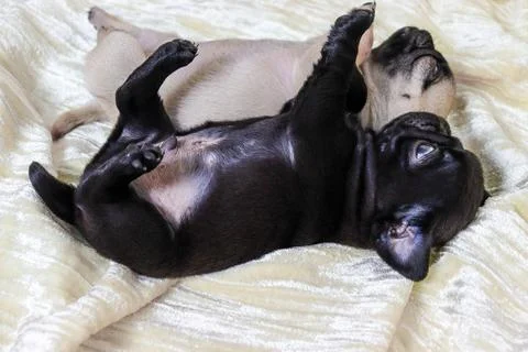 Two pug cubs are sleeping on the bed Stock Photos