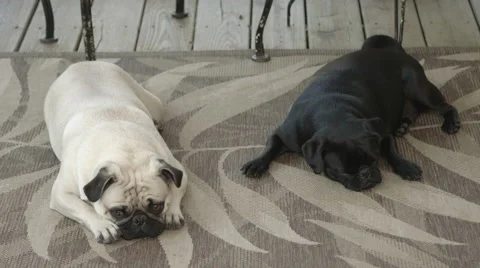 Two pug dogs laying down Stock Footage 59821464