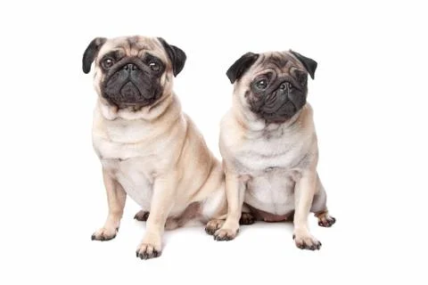 Two pug dogs Stock Photos