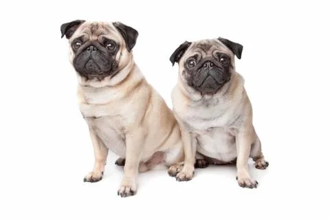 Two pug dogs Stock Photos