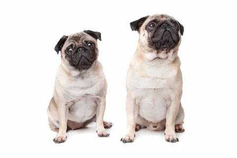 Two pug dogs Stock Photos