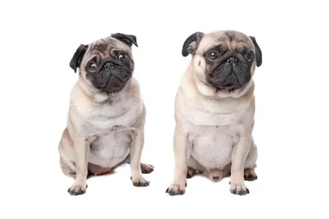 Two pug dogs Stock Photos