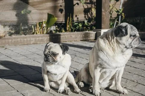 Two Pug Dogs Sitting Back-to-Back Looking Away. Funny Concept of a Couple A.. Stock Photos
