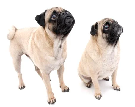 Two Pugs Begging Stock Photos