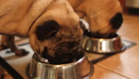 Two Pugs Eating Stock Footage