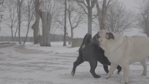 Two pugs playing in winter SLog3 Stock Footage 303760315