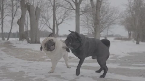 Two pugs playing in winter SLog3 Stock Footage 303760316