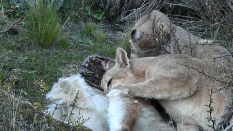 Two puma big cubs eating wild guanaco after the hunt, in Patagonia in Torres del Stock Footage 273307435