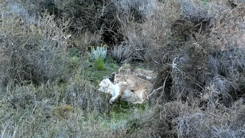 Two puma big cubs eating wild guanaco after the hunt, in Patagonia in Torres del Stock Footage 273501247