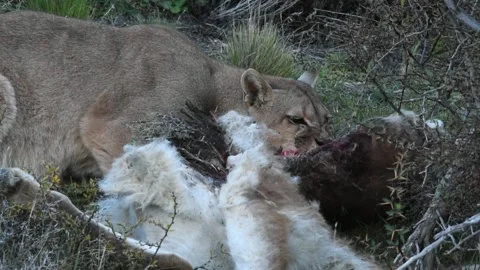 Two puma big cubs eating wild guanaco after the hunt, in Patagonia in Torres del Stock Footage 273507765