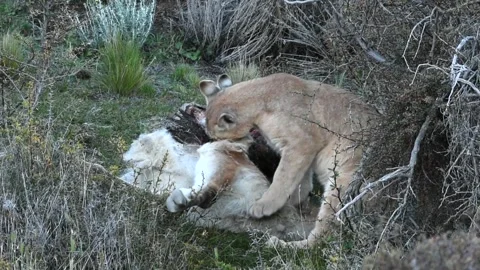 Two puma big cubs eating wild guanaco after the hunt, in Patagonia in Torres del 스톡 동영상 273772969