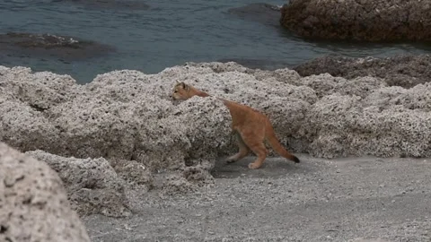 Two Puma cubs playing with each other, jumping and running on grey rocky beach Stock-Footage 273307243